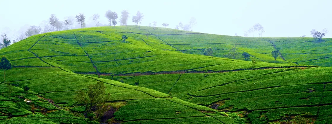 Assam
