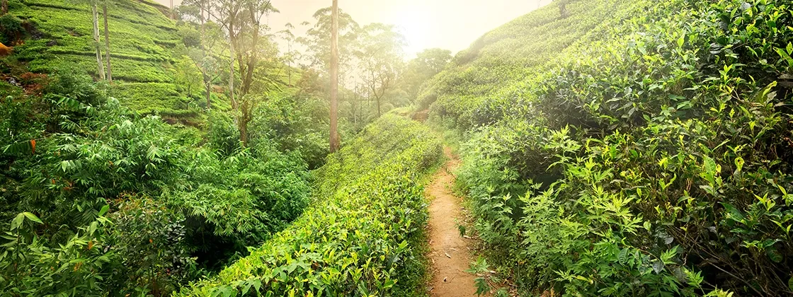 Ceylon