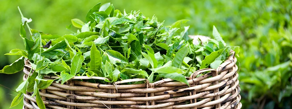 Traditionelle Mischungen