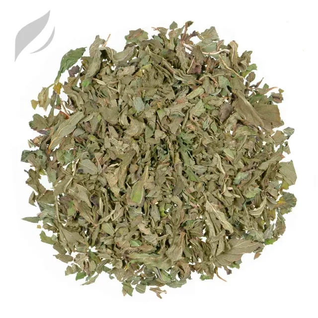 Verbene (Eisenkraut)